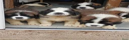 Saint Bernard dogs for sale: As of the 13th of August  just 2 girls available - Advert 18
