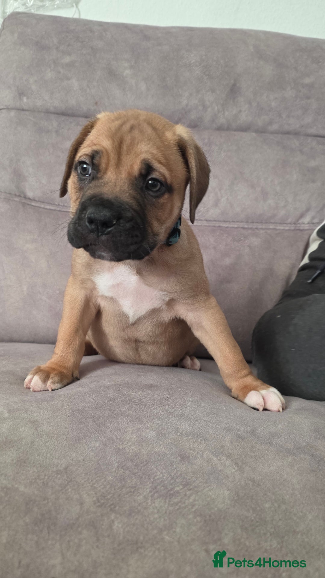 Mixed Breed dogs for sale: Adorable Bull Bordeaux Puppies  - Advert 17
