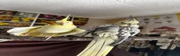 Cockatiels birds for sale: two cockatiels looking for rehoming in Crewe - Advert 9