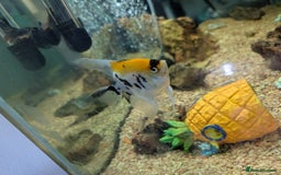 Angelfish fish for sale: Fish & tank - Image 1