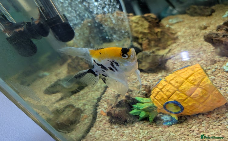 Angelfish fish - Advert 14