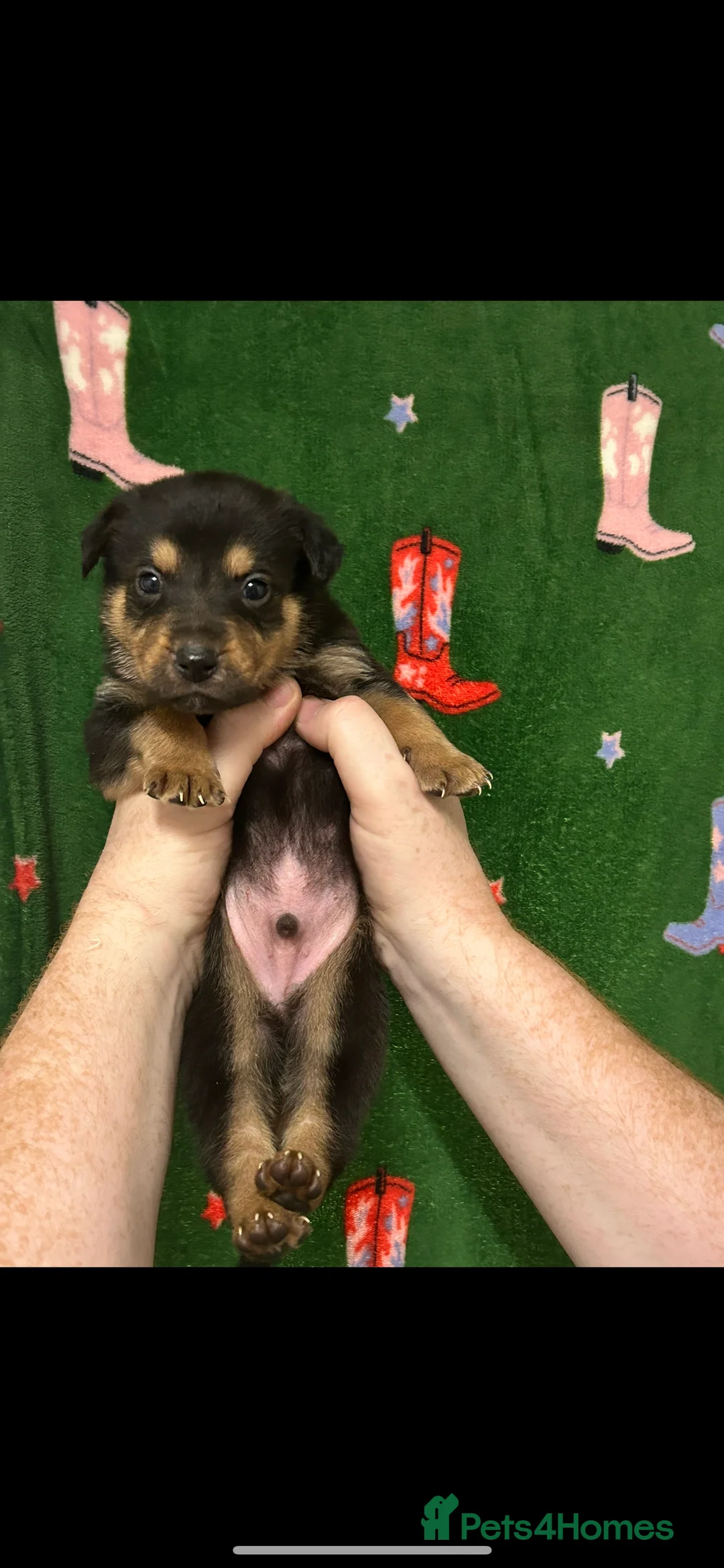 Mixed Breed dogs for sale: Swiss Shepherd Rottweiler  mix breed puppies - Advert 12