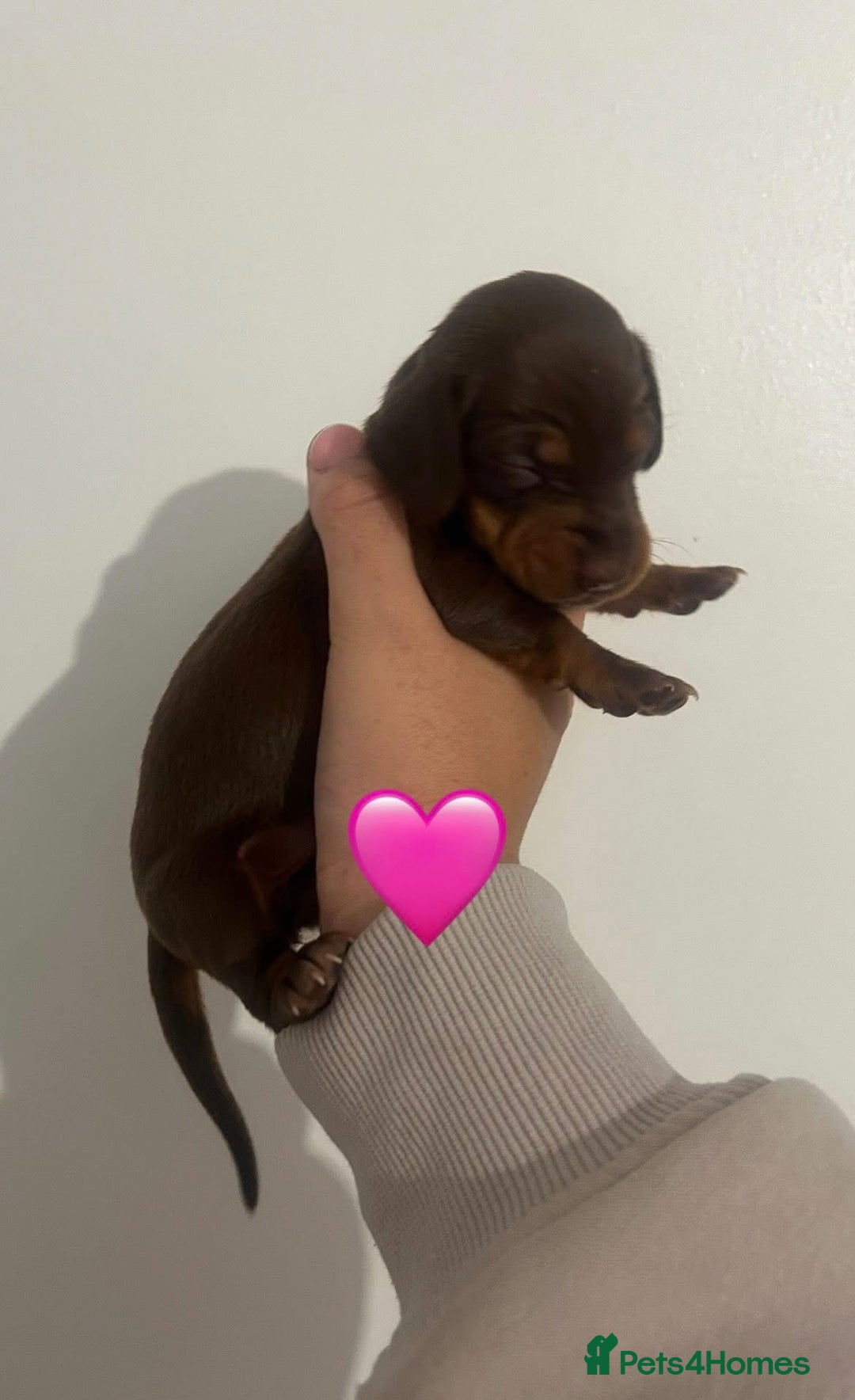 Miniature Dachshund dogs for sale: Miniature dachshund puppy’s  - Image 8