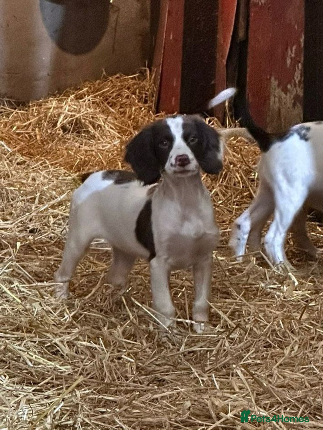 English Springer Spaniel dogs for sale: Springer spaniel pups for sale  - Advert 6