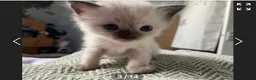 Ragdoll cats for sale: 6th Generation*Pedigree Ragdoll Kittens GCCF&TICA - Advert 4