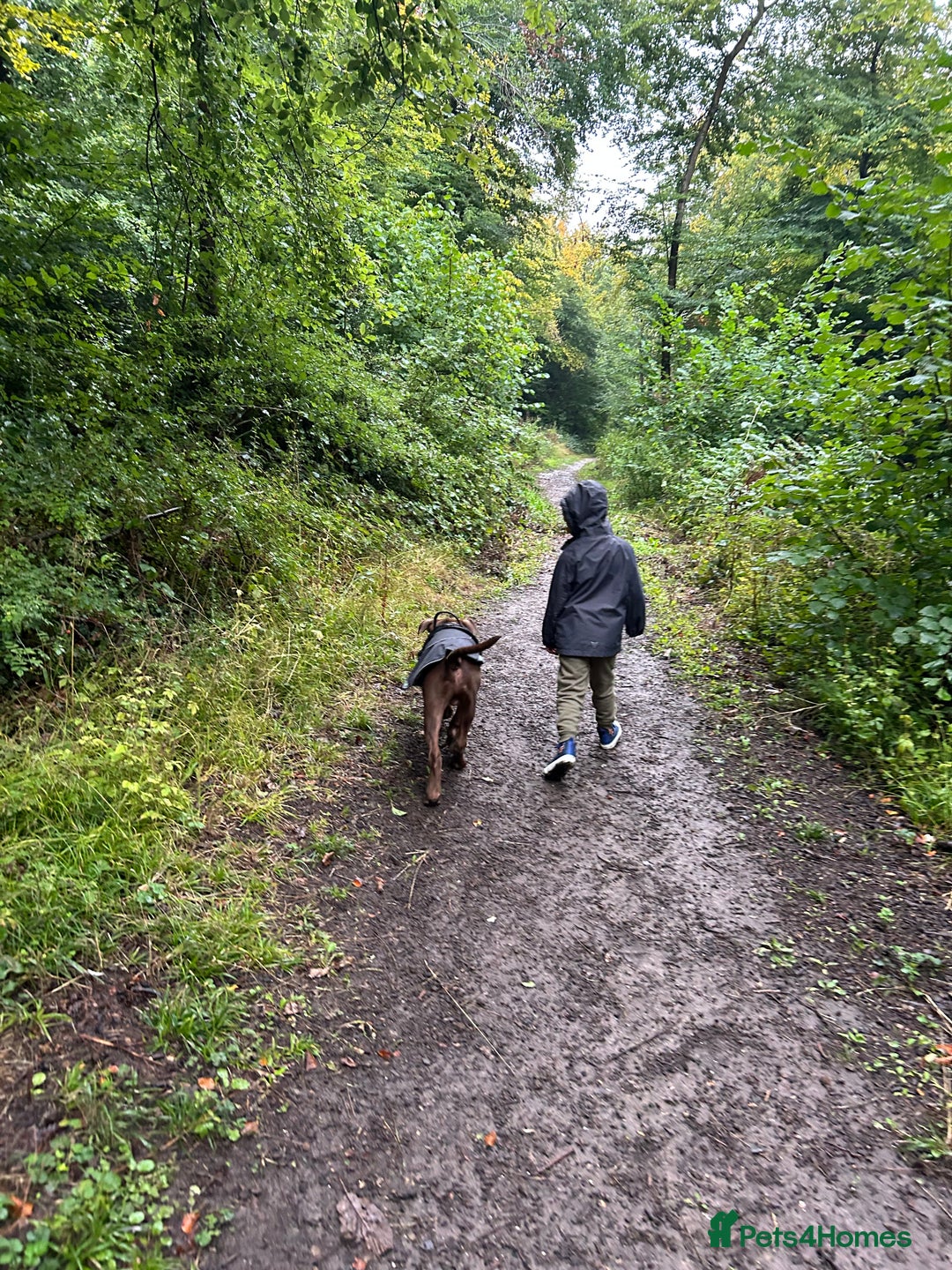 Mixed Breed dogs for sale: 8 month old male staffy x American bulldog  - Advert 5