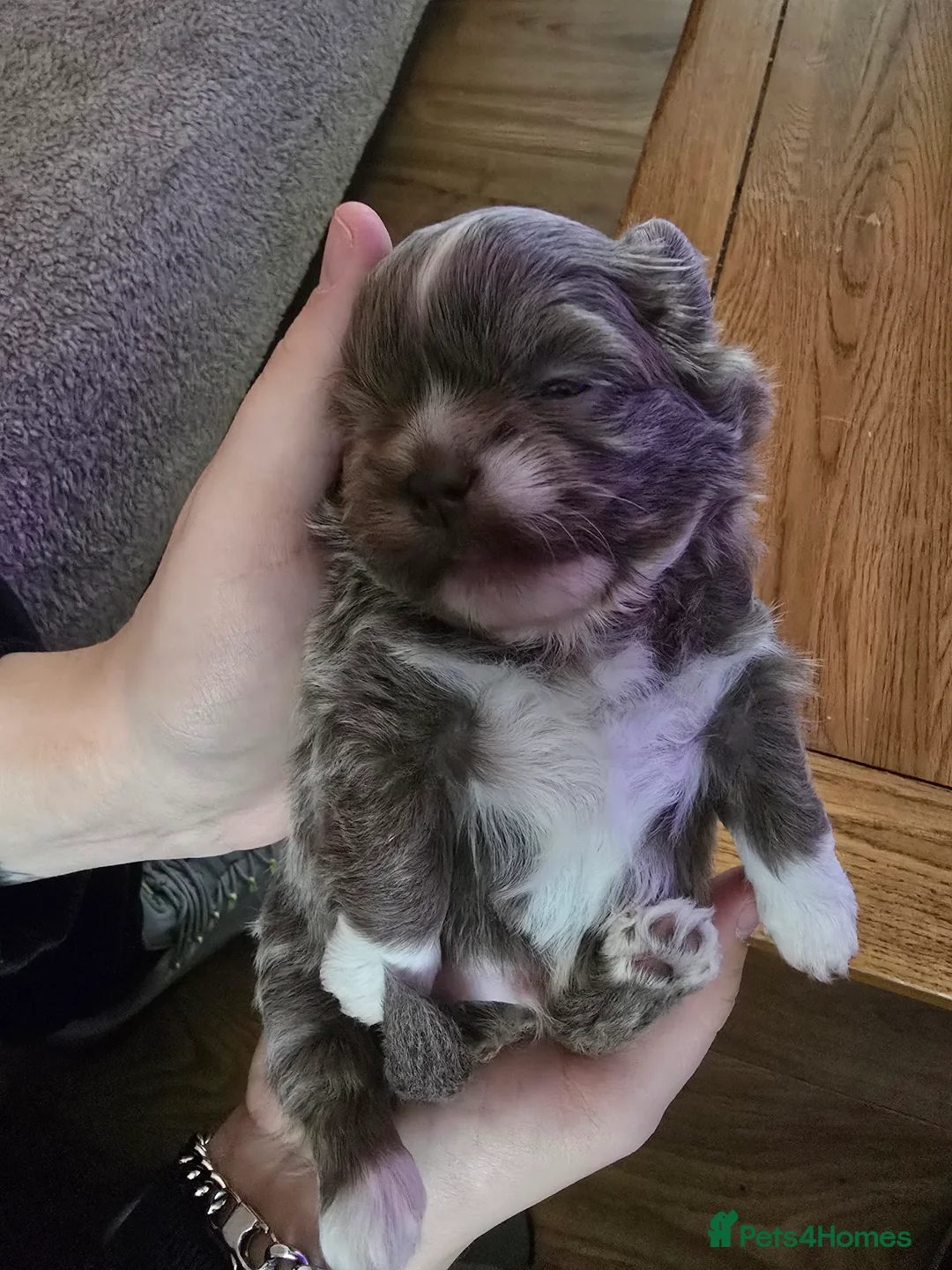 Shih Tzu dogs for sale: Stunning shih Tzu puppies  in Redditch - Advert 2