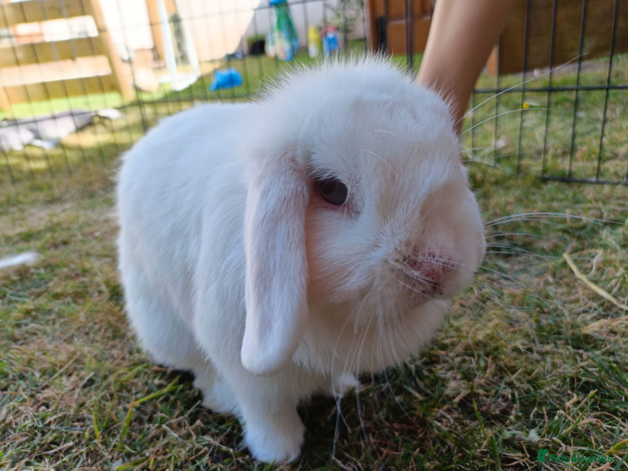 Mini Lop rabbits Friendly Female mini lop for sale  - Advert 3
