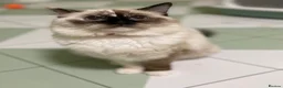 Ragdoll cats for sale: GCCF. Perfect Ragdolls ready to go. - Advert 5