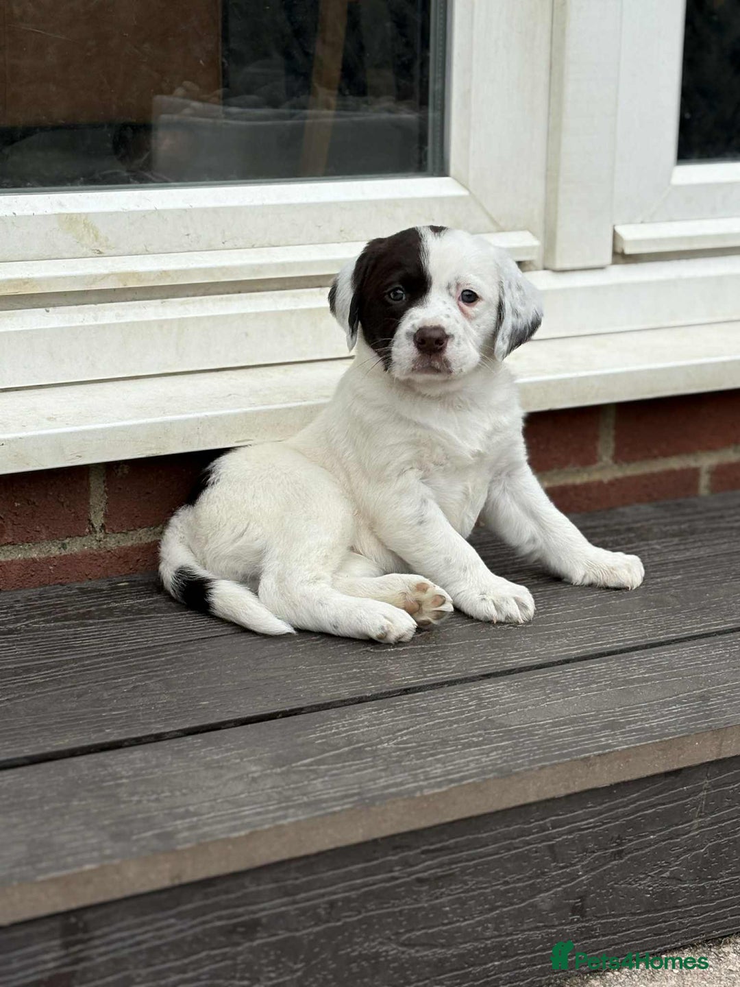 Springador dogs for sale: Springador puppies - Image 7