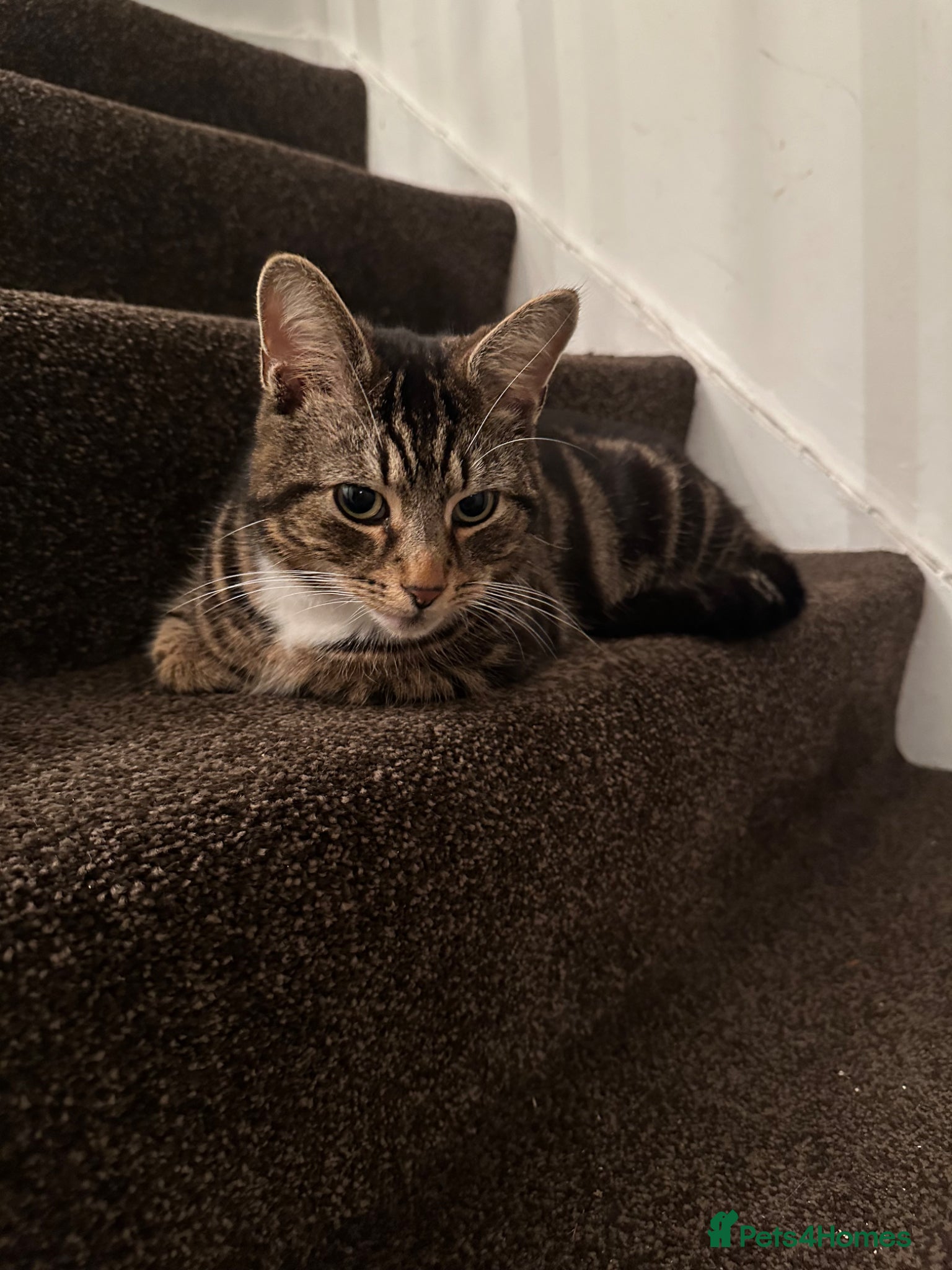 Domestic Shorthair cats Baki – Friendly Indoor/Outdoor Tabby Cat - Advert 1