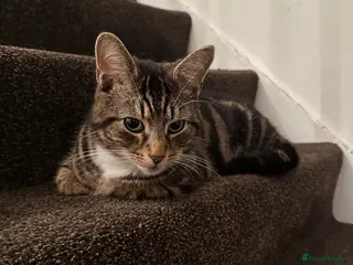 Domestic Shorthair cats Baki – Friendly Indoor/Outdoor Tabby Cat - Advert 1