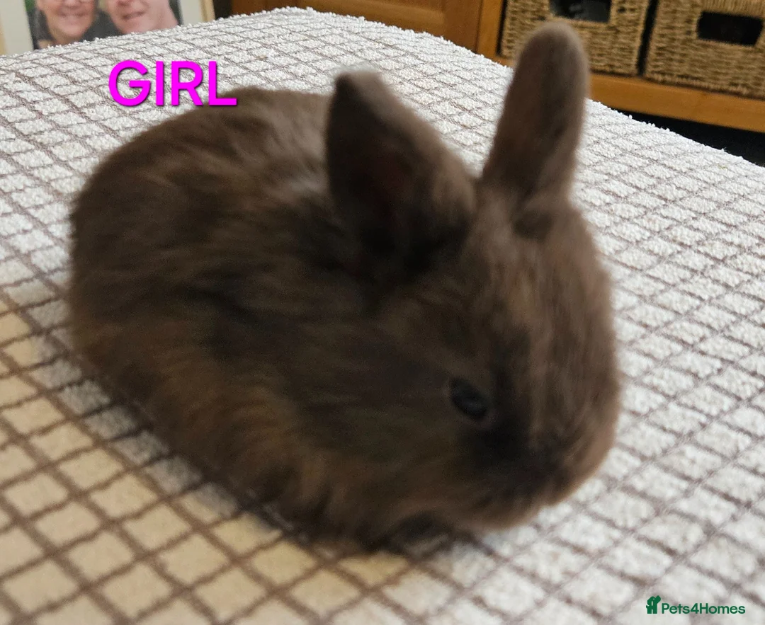 Mini Lop rabbits for sale: Gorgeous mini lop babies  - Advert 1