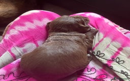Sprocker dogs for sale: Beautiful Sprocker puppies  - Image 16