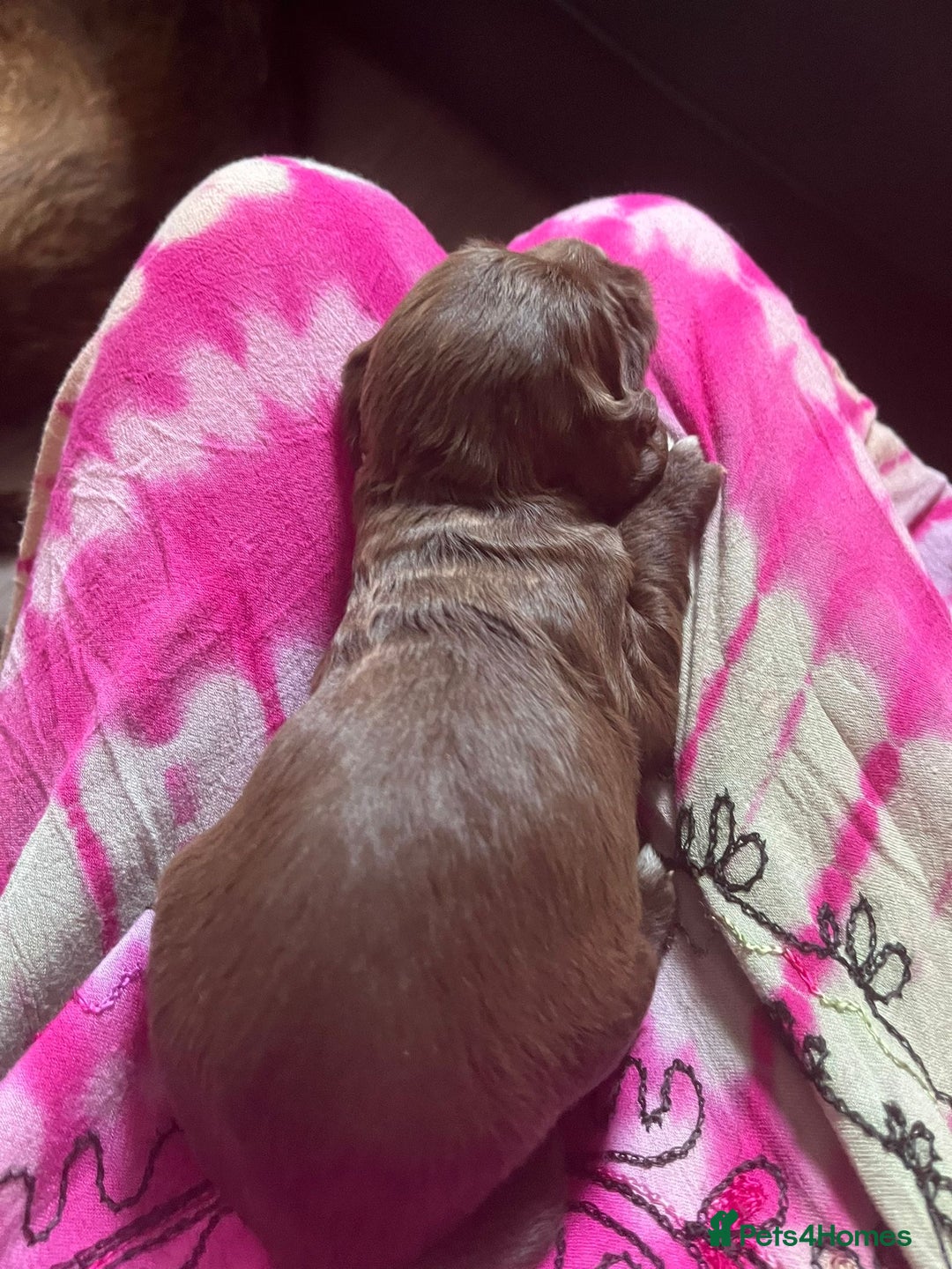 Sprocker dogs for sale: Beautiful Sprocker puppies  - Image 16