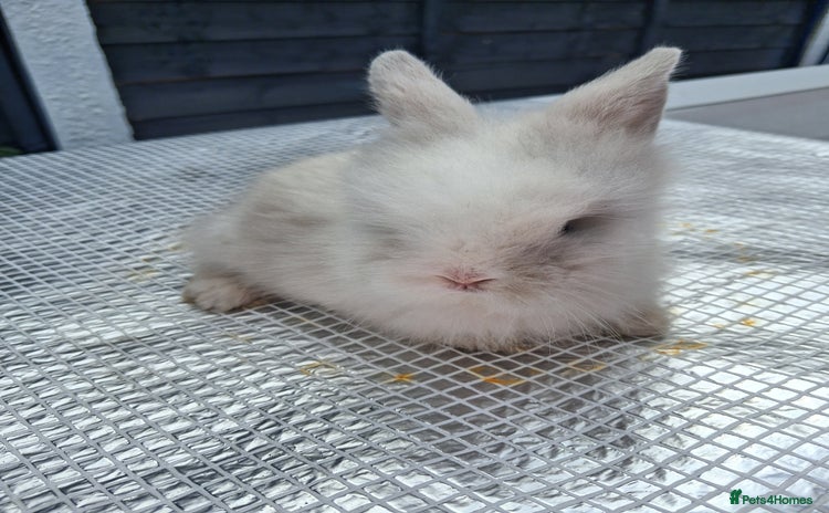 Lionhead rabbits - Advert 10