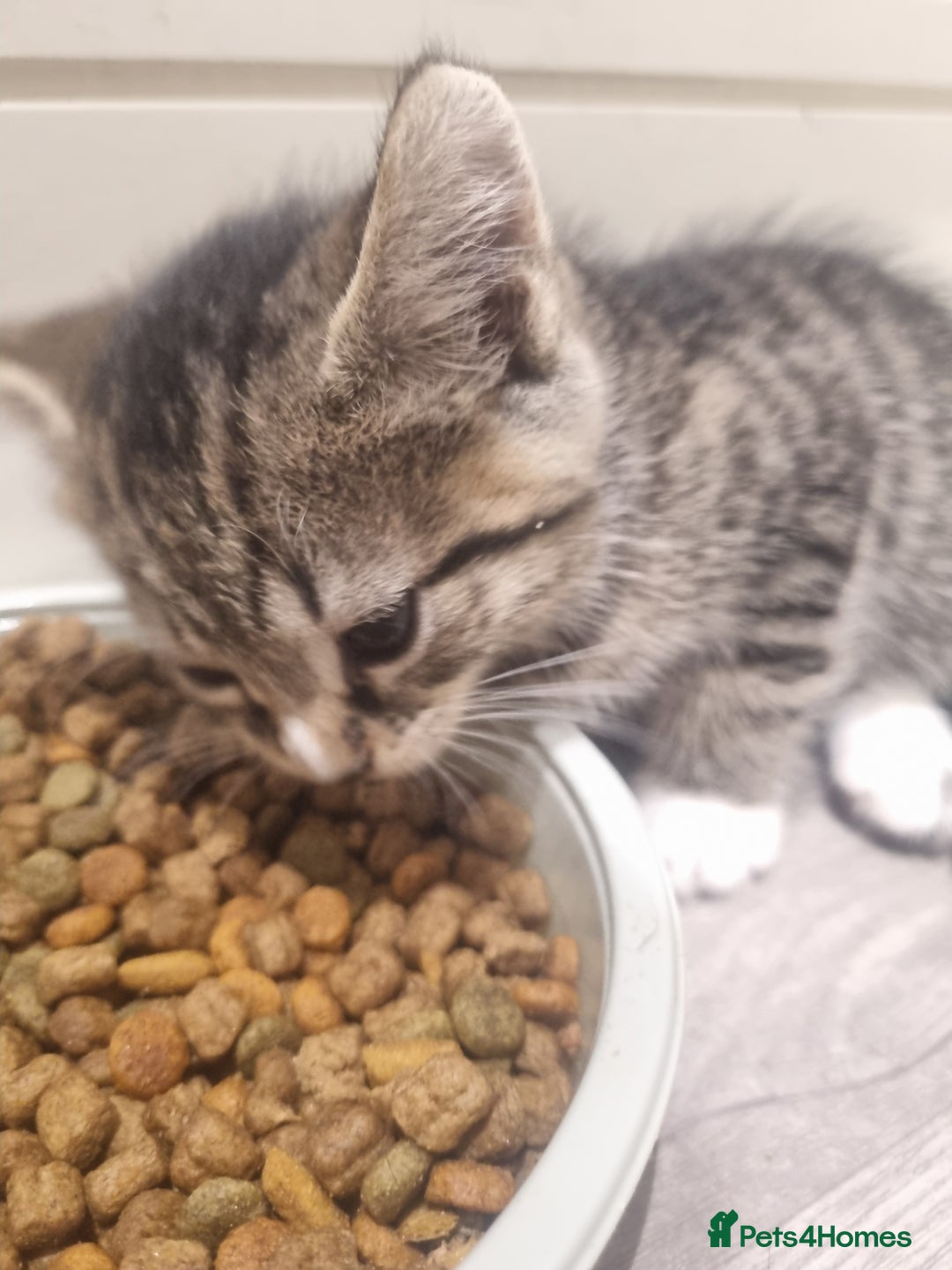 British Shorthair cats for sale: Kittens for sale - Advert 9