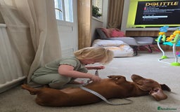 Dachshund dogs for stud: Dachshund for STUD - FREE PLEASE READ - Image 3