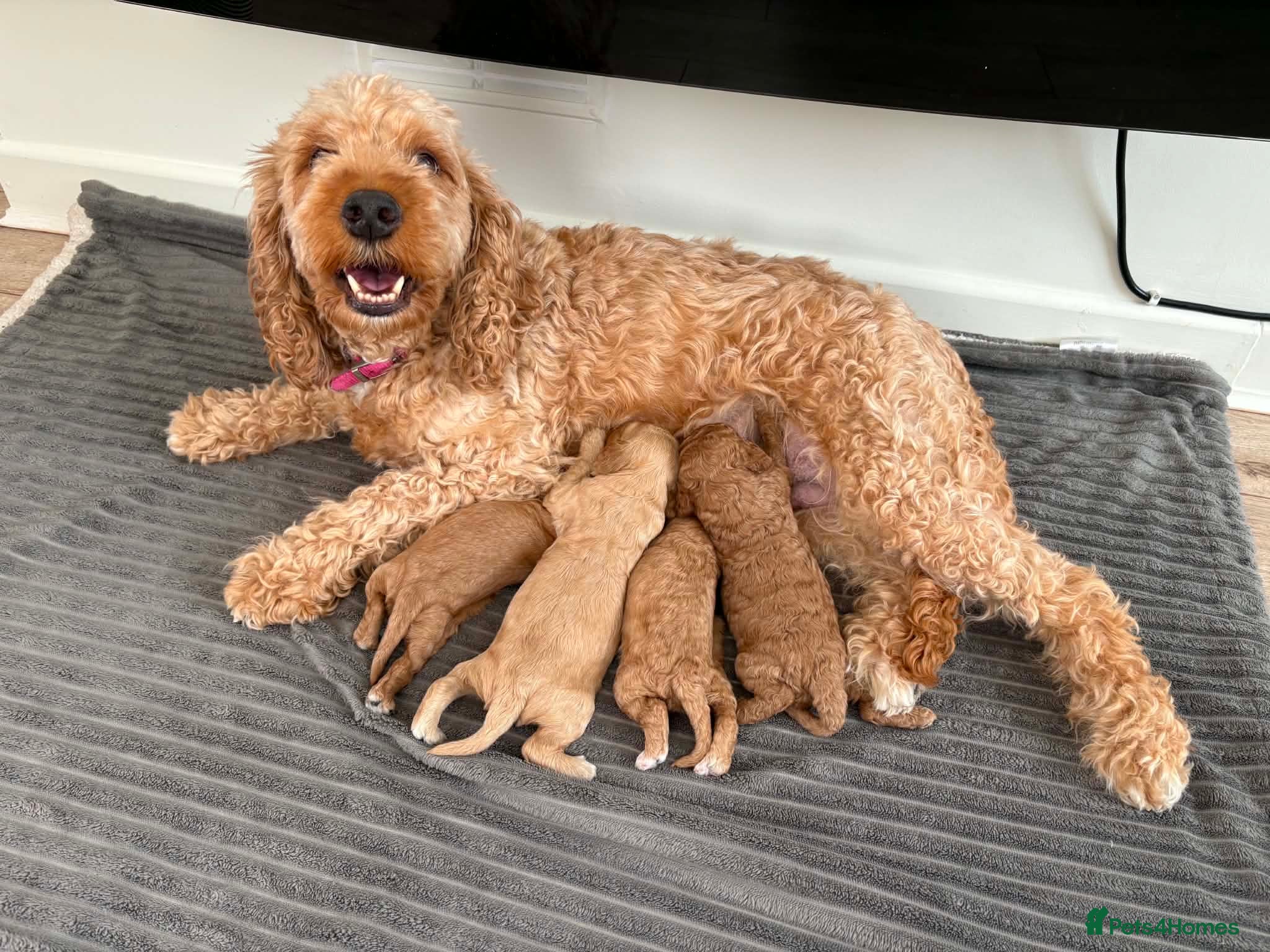 Cockapoo dogs F2 cockapoo puppies looking for homes! 🐶 - Advert 2