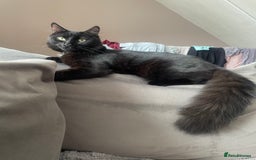 Mixed Breed cats for sale: Male cat  - Image 1