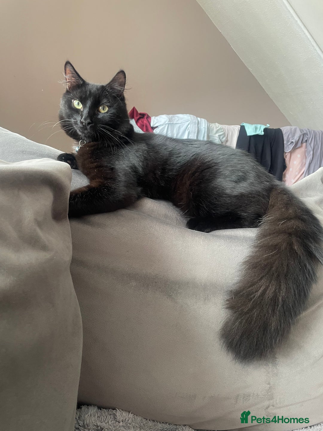 Mixed Breed cats for sale: Male cat  - Image 1