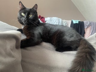 Mixed Breed cats Male cat - Advert 9