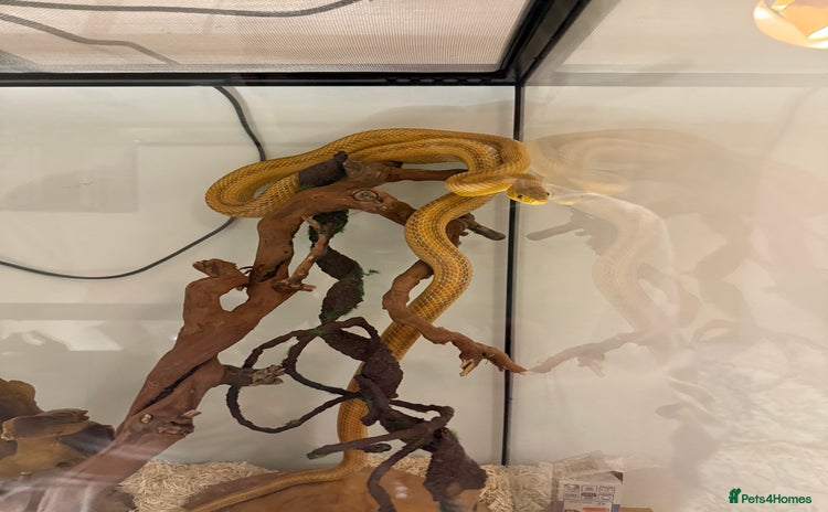 Rat Snake reptiles - Advert 1