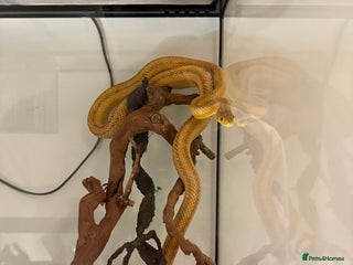 Rat Snake reptiles - Advert 2