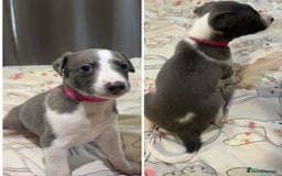 Whippet dogs for sale: Whippet puppies  - Image 27
