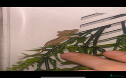 Gecko reptiles for sale: baby crested geckos  - Image 1