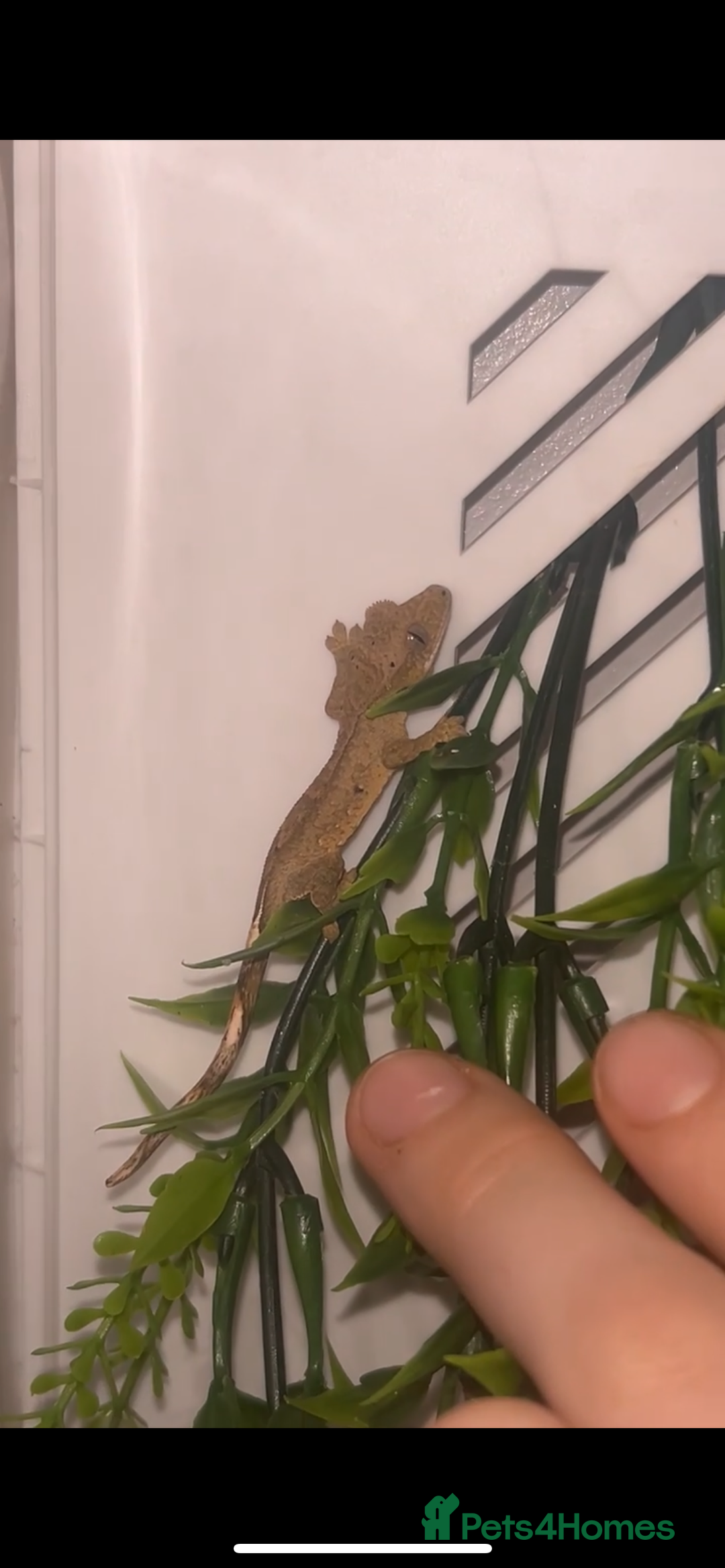 Gecko reptiles for sale: baby crested geckos  - Image 1