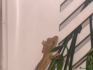 Gecko reptiles - Advert 2