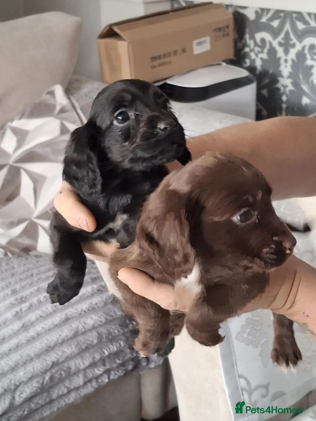 Cocker Spaniel dogs for sale: A beautiful litter of cocker spaniels  - Advert 4