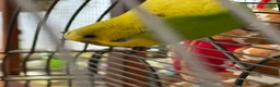 Budgerigars birds for sale: Beautiful male budgie & cage - Advert 2