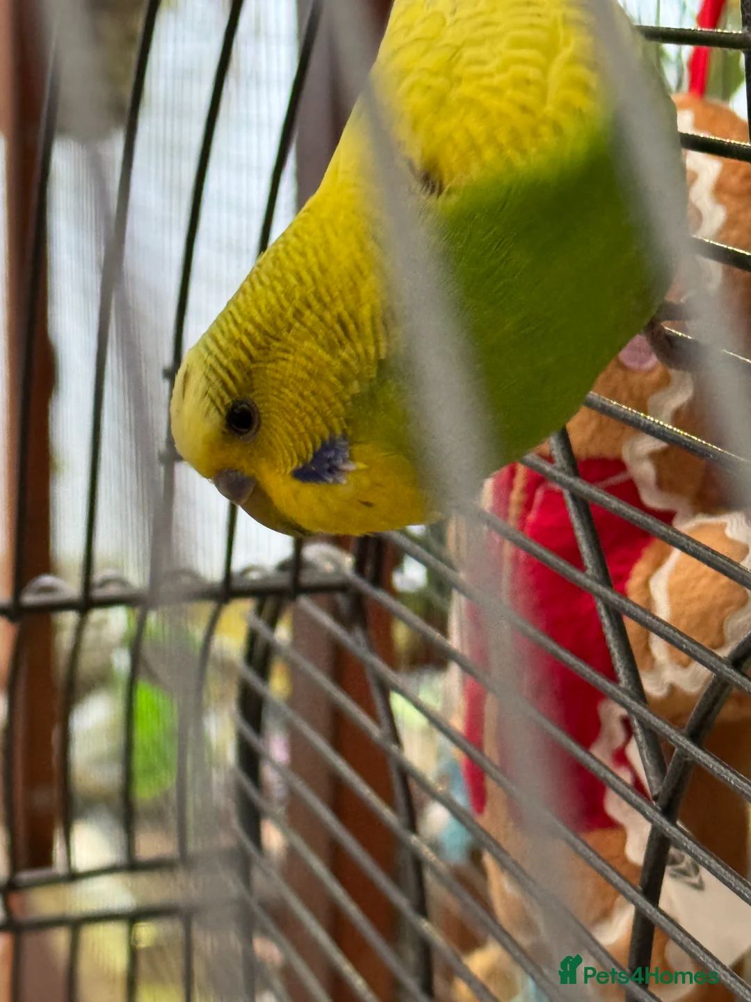 Budgerigars birds for sale: Beautiful male budgie & cage - Advert 2