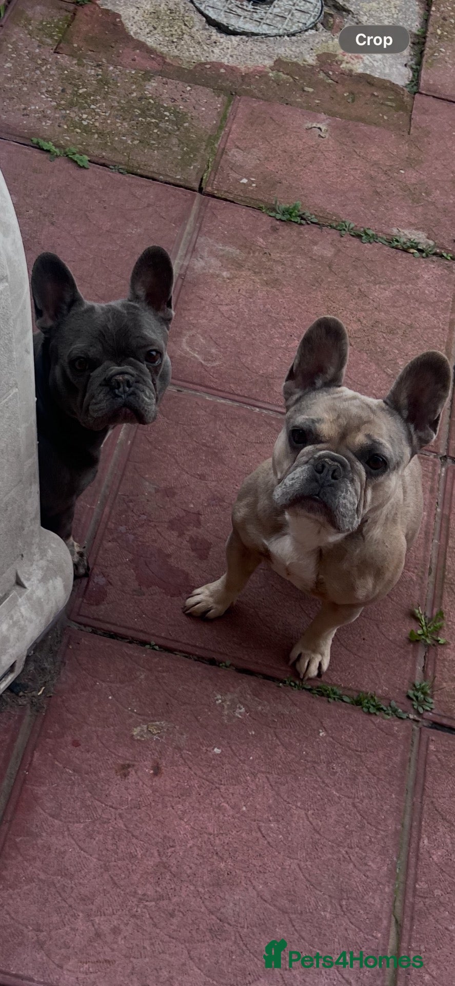 French Bulldog dogs French bulldog sister for re homing  - Advert 11