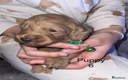 Cockapoo dogs for sale: Adorable 🐶 Cockapoo Pups 🐶 x6 Ready for new home - Advert 16