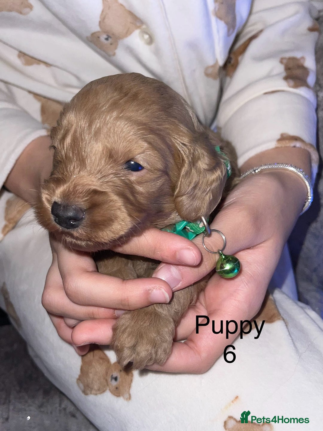 Cockapoo dogs for sale: Adorable 🐶 Cockapoo Pups 🐶 x6 Ready for new home - Advert 16