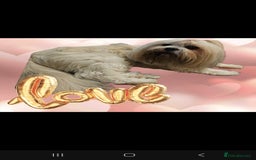 Lhasa Apso dogs for stud: Proven lhasa apso boy for stud in Walsall - Image 8