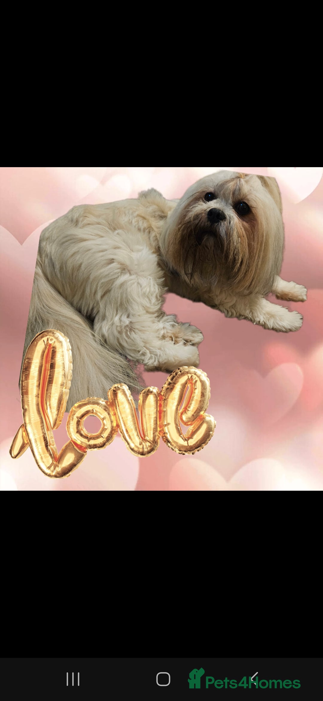 Lhasa Apso dogs for stud: Proven lhasa apso boy for stud in Walsall - Image 8