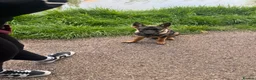 German Shepherd dogs for sale: German shepherd puppy female  - Advert 4