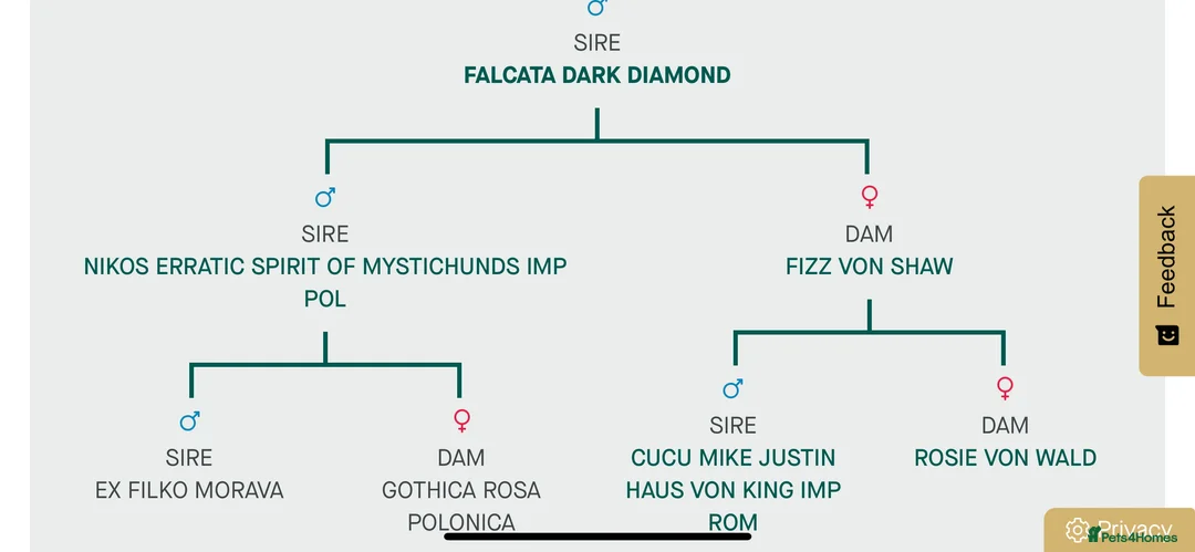 German Shepherd dogs for stud: Beautiful Fully health tested German shepherd stud - Advert 11