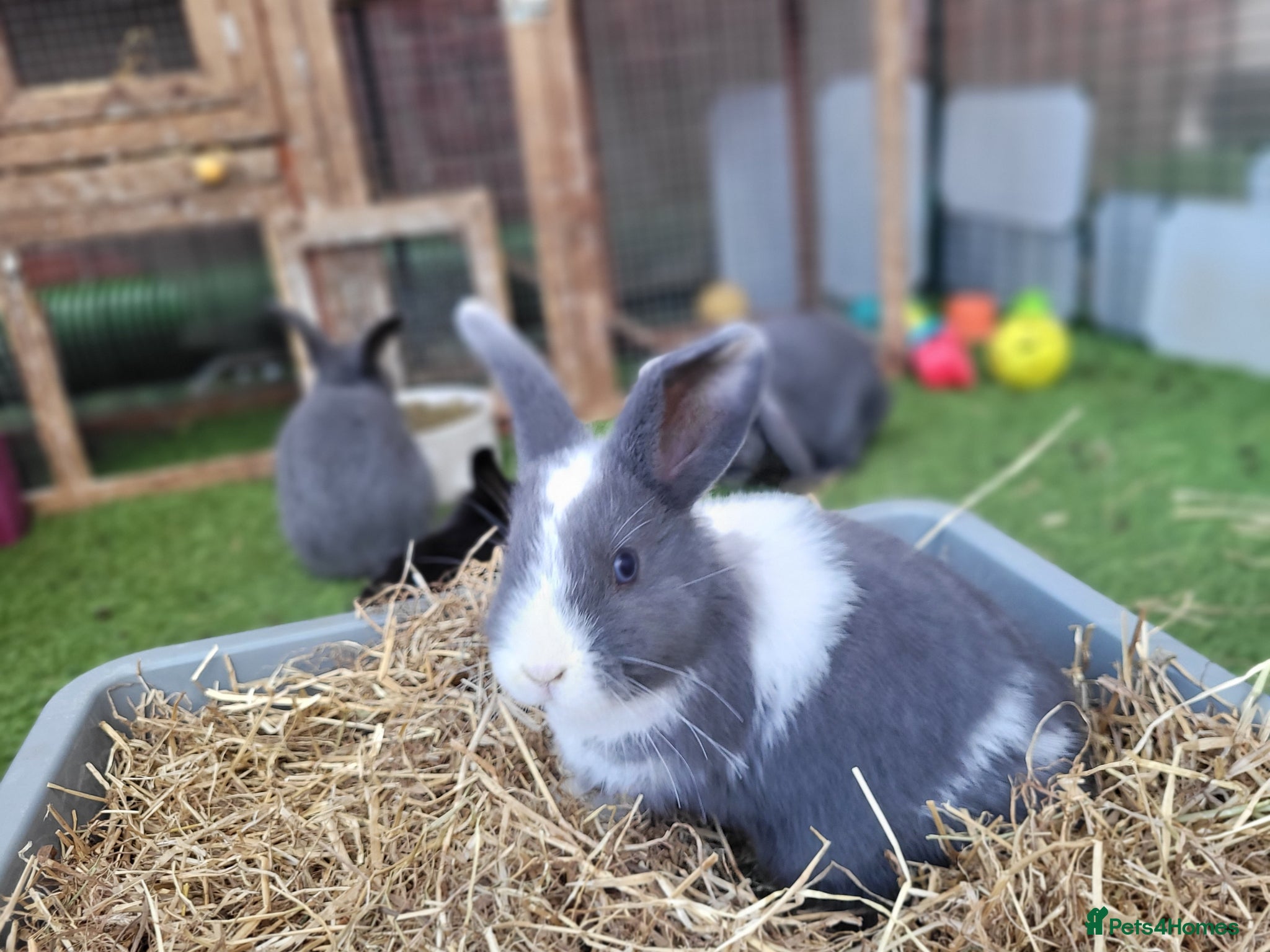 Mixed Breed rabbits Beautiful Rabbits - READY TO LEAVE - Advert 2