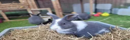Mixed Breed rabbits for sale: Beautiful Rabbits - READY TO LEAVE - Advert 2