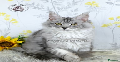 Maine Coon cats - Advert 13