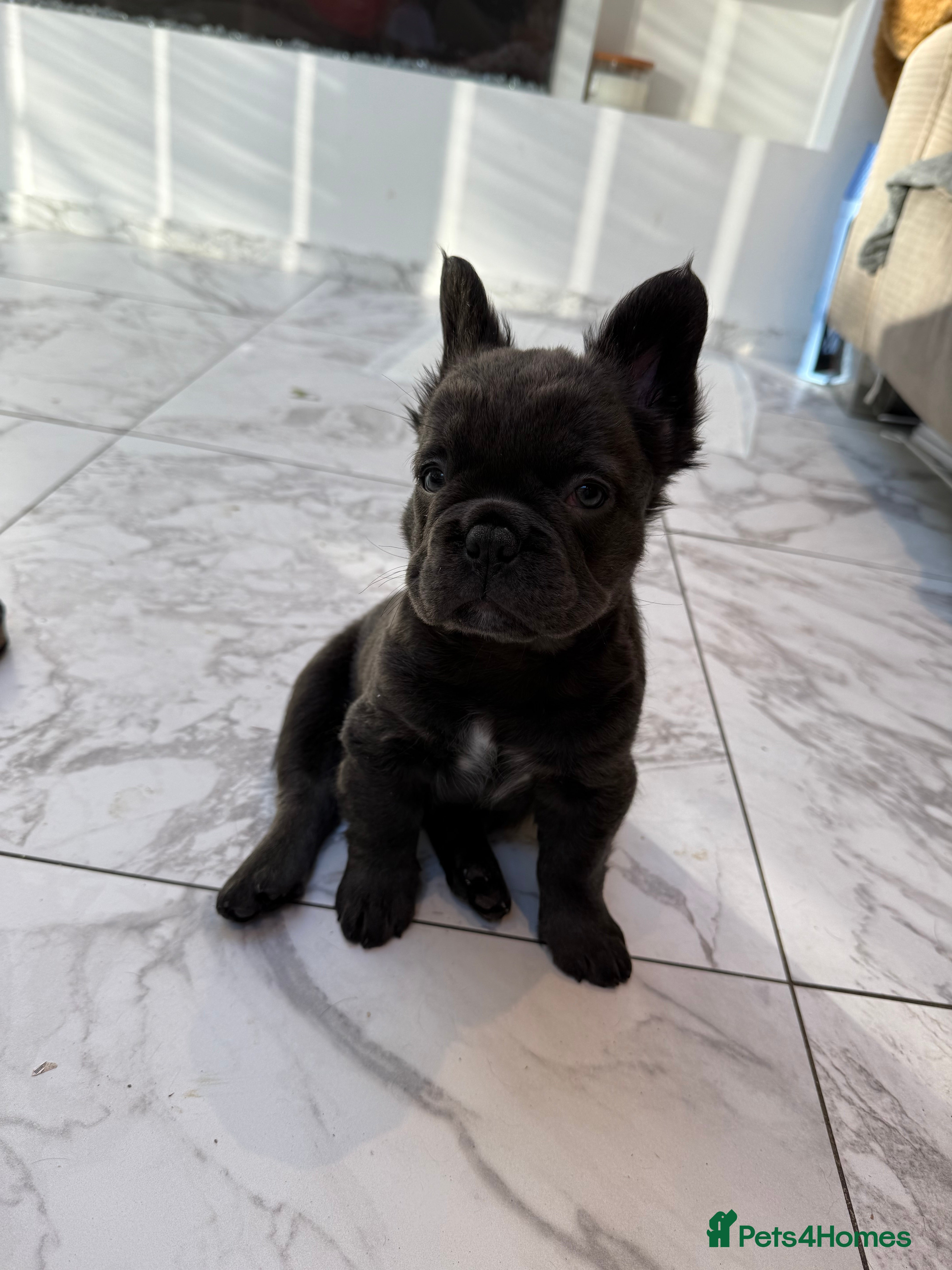 French Bulldog dogs Fluffy french bulldog puppies 10 weeks old - Advert 1