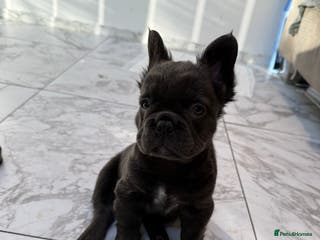 French Bulldog dogs Fluffy french bulldog puppy 12 weeks old - Advert 1