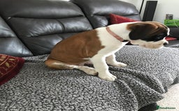 Boxer dogs for sale: KC Reg. Bobtail Girl READY NOW! - Image 3