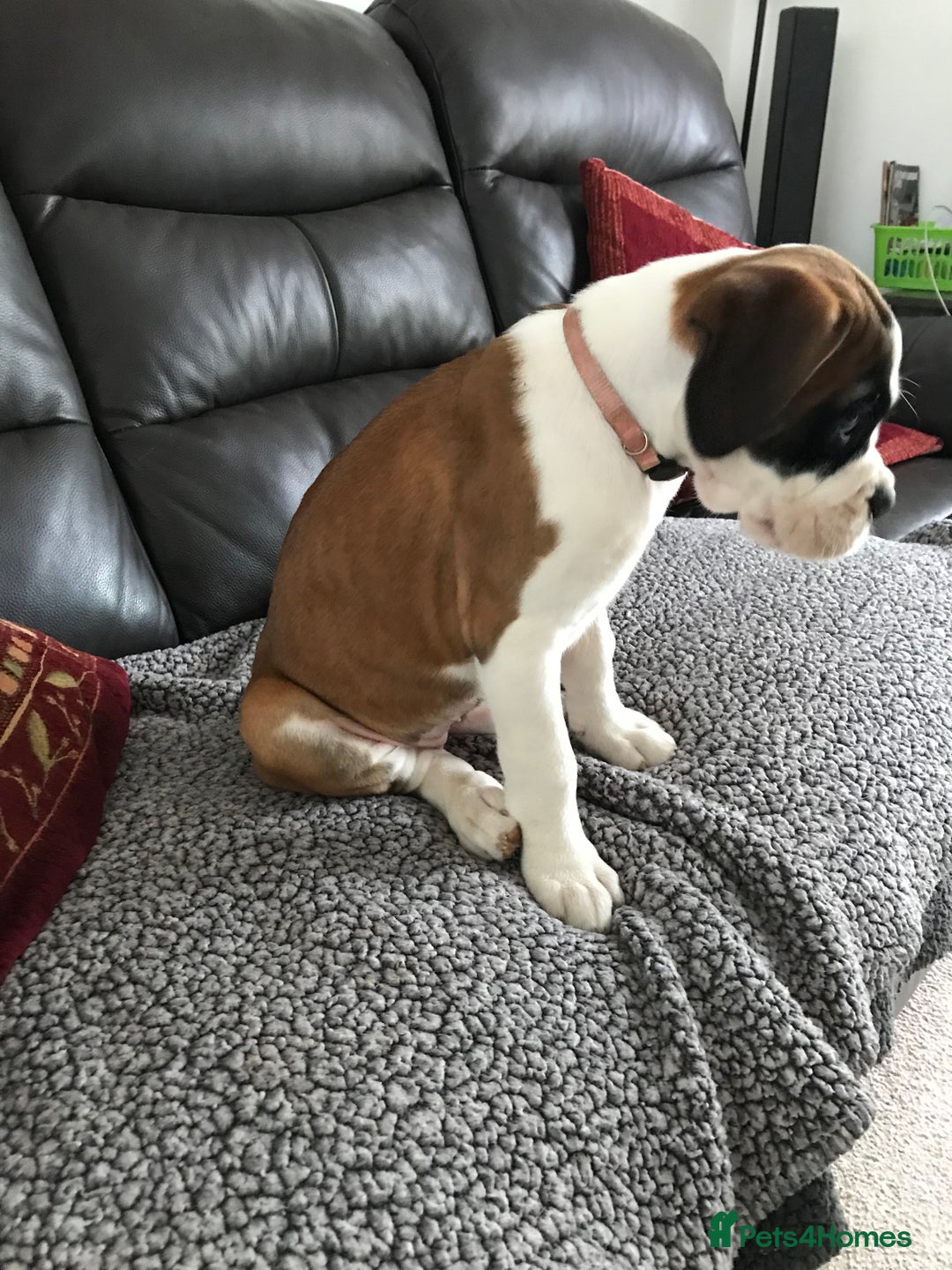 Boxer dogs for sale: KC Reg. Bobtail Girl READY NOW! - Image 3
