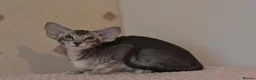 Oriental cats for sale: Tica Oriental kittens for reservation - Advert 7